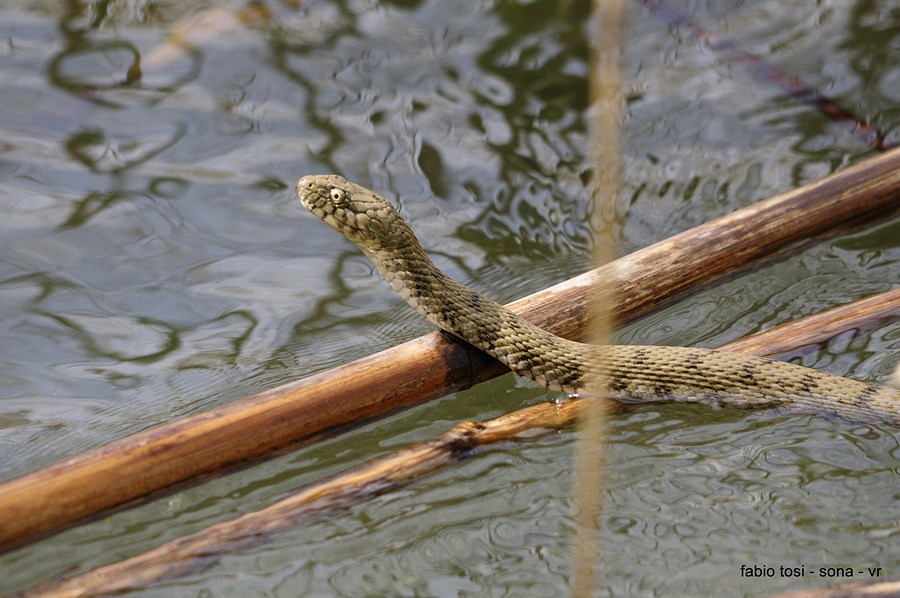 Natrix tessellata